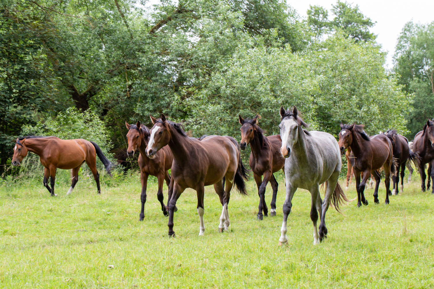 Weidegang - Pferde vom Overbeck-Hof, Luhmühlen Weidegang - Pferde vom Overbeck-Hof, Luhmühlen